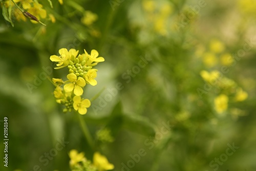 Fototapeta Naklejka Na Ścianę i Meble -  Mustard flower Sinapis Aiba yellow flowers and plant, nature