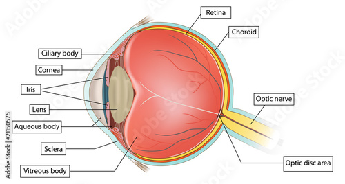 eye anatomy