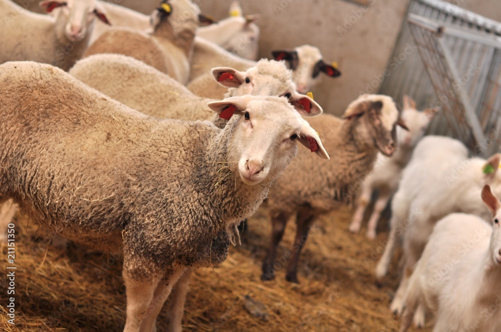 Obraz premium moutons