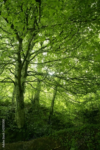 Fototapeta Naklejka Na Ścianę i Meble -  Beech green magic forest woods