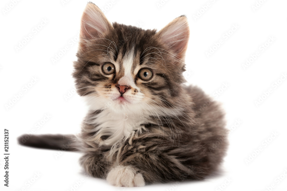 Obraz premium Domestic favourite