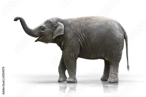 Junger Elefant macht den R  ssel hoch wd605