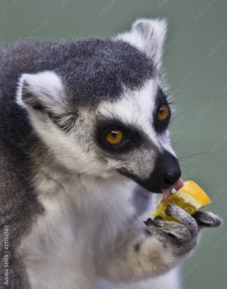 Lemur Lick