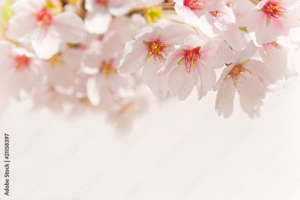 Obraz premium cherry blossom