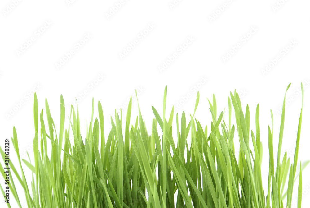Naklejka Zielona trawa.