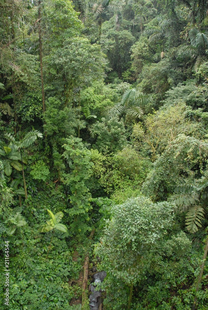 Obraz premium Regenwald