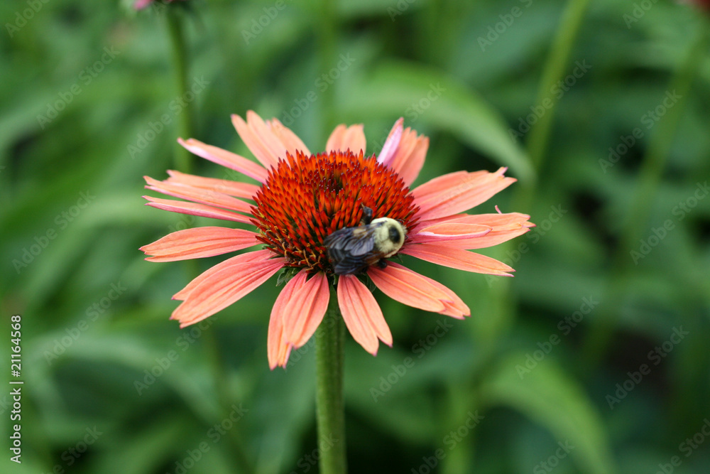 Coneflower