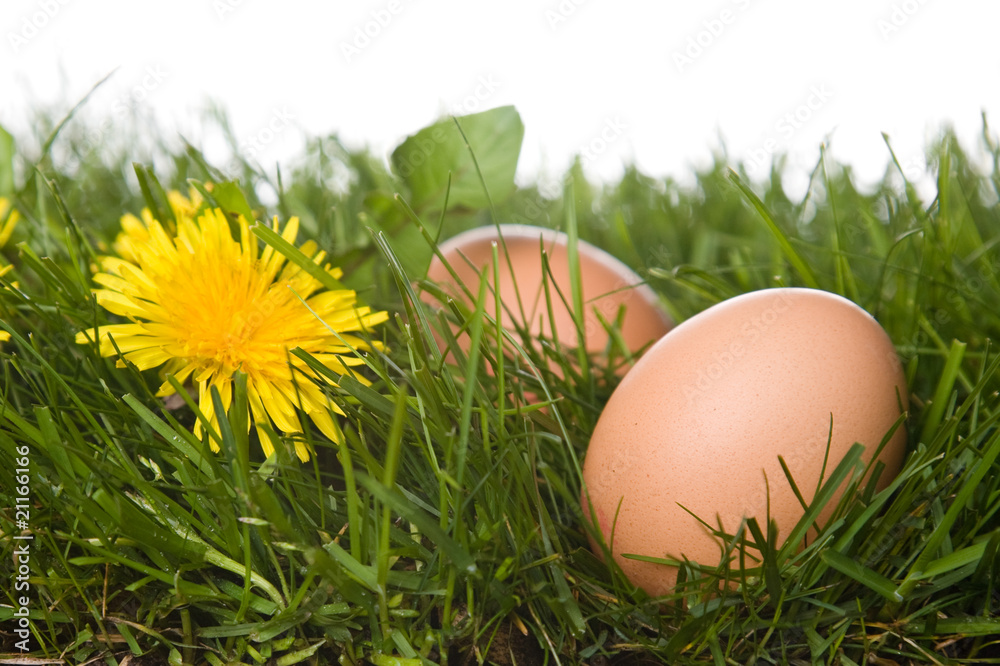 eggs eggs