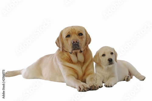 scène paisible de tendresse entre un labrador et son bébé