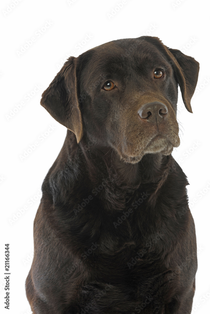 Obraz premium portrait d'un magnifique labrador chocolat détourable