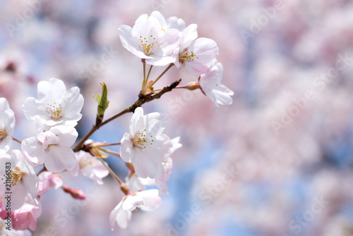 桜の花