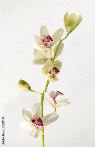 Fototapeta Naklejka Na Ścianę i Meble -  orchidea1