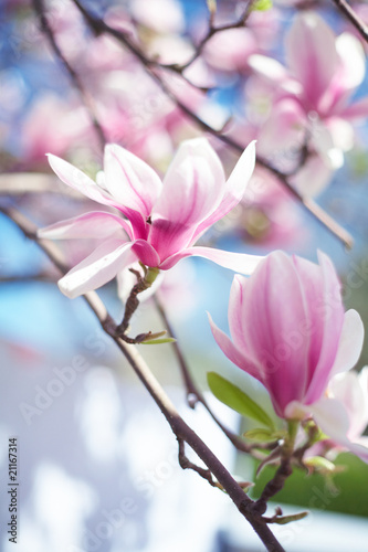 Magnolienbaum in Bl  te