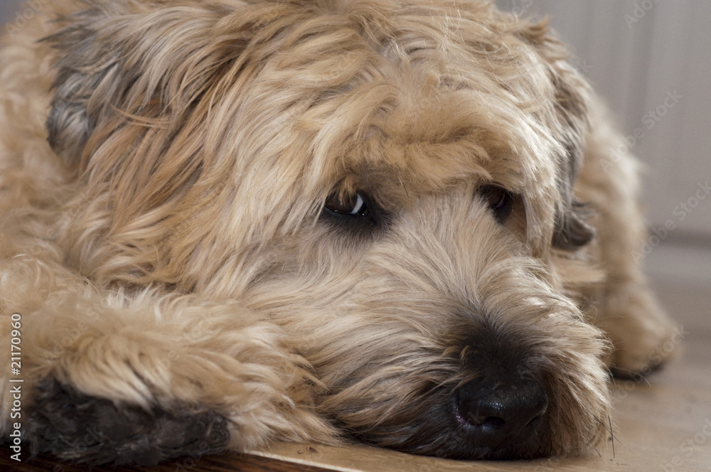 Wheaten Terrier Portrait Wheaten Terrier Portrait