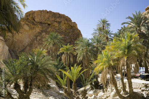Oasis
