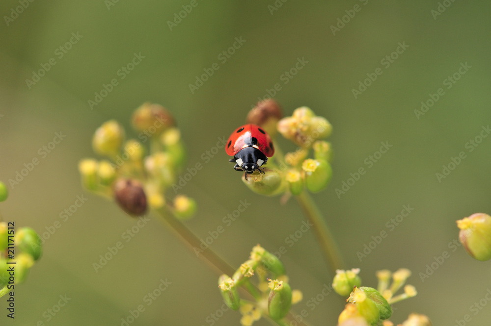 Coccinelle tête de pirate Coccinelle tête de pirate