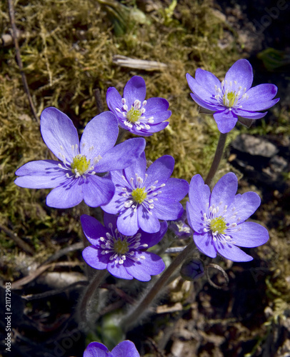 The first spring flowers