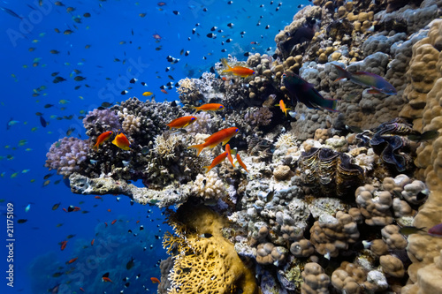 Obraz na płótnie Shoal of fish on the coral reef w salonie