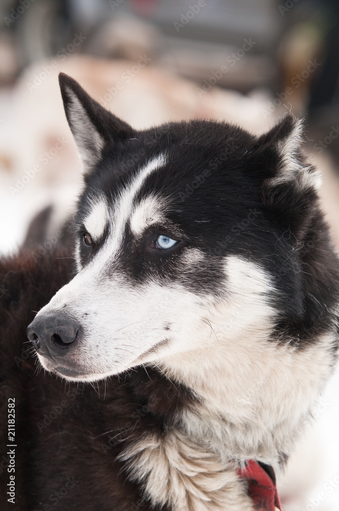 portrait groenlandais