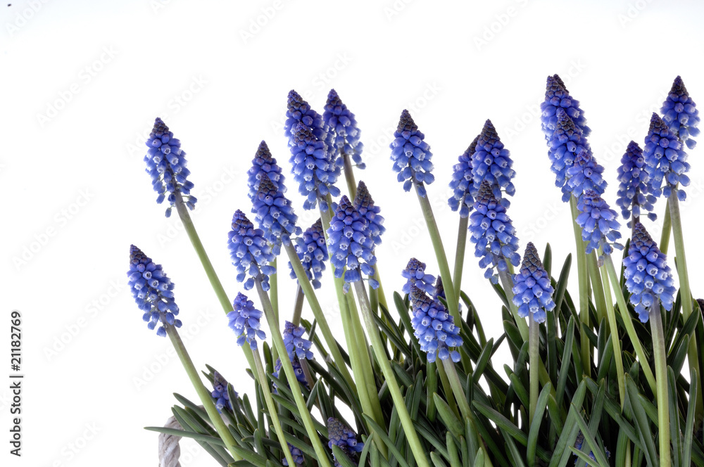 Fototapeta premium Hiacynt winogronowy Muscari macerosum w kolorze niebieskim
