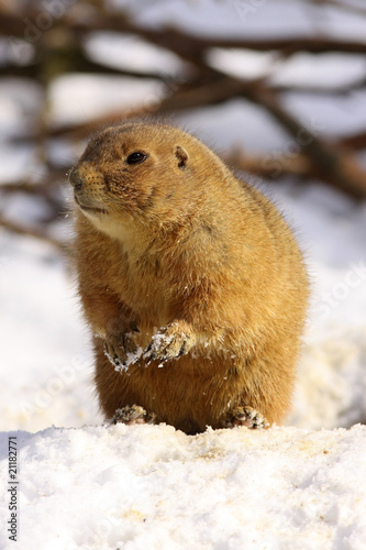 Prairie dog standing in the snow