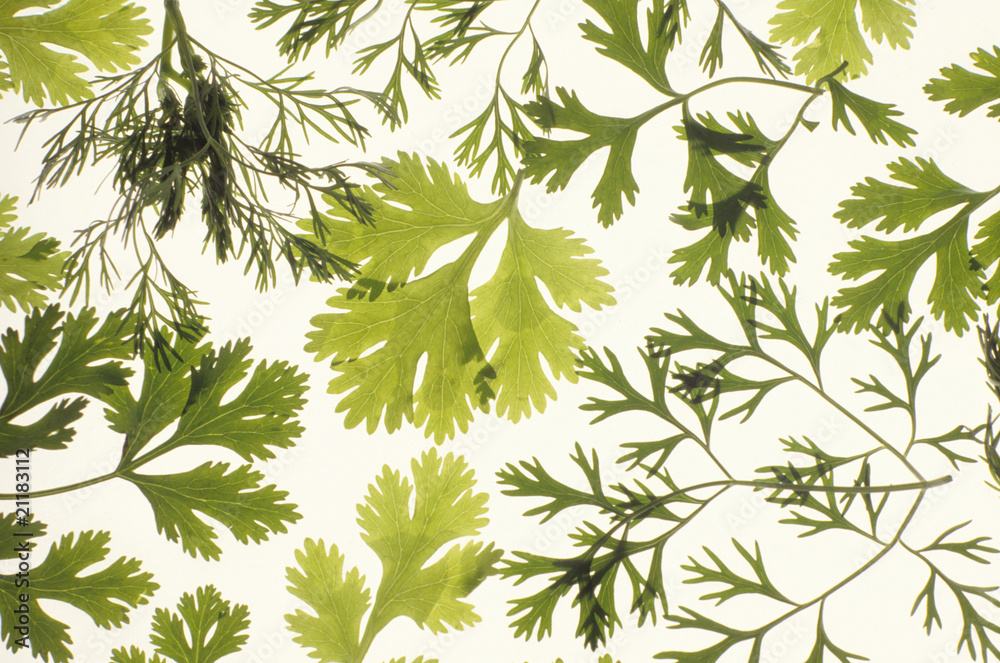 coriander or chinese parsley coriander or chinese parsley