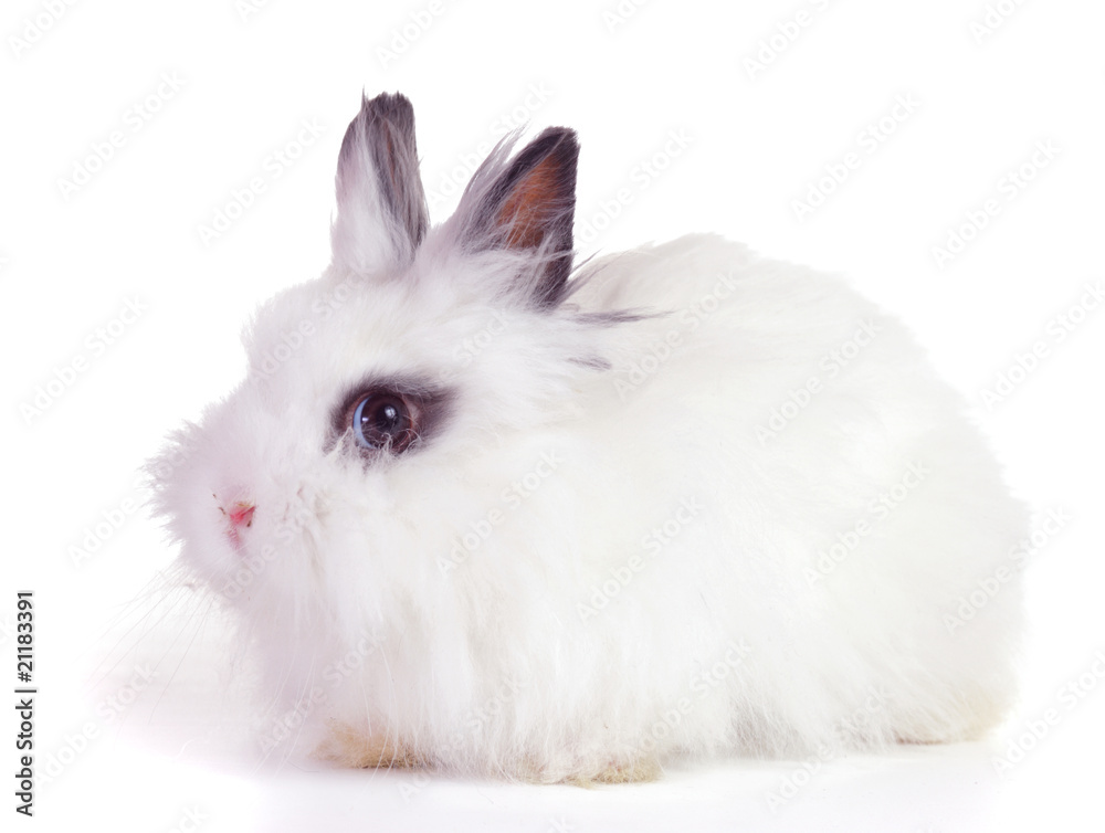rabbit rabbit