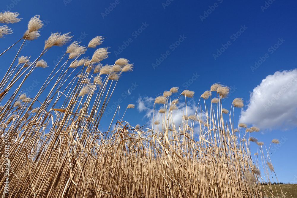 Obraz premium Elefantengras