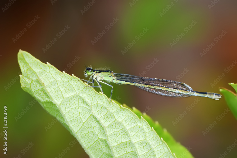 Damselfly Damselfly
