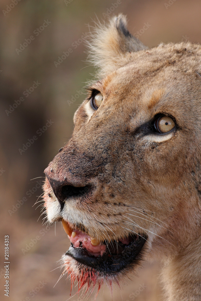 Obraz premium Lioness bloody