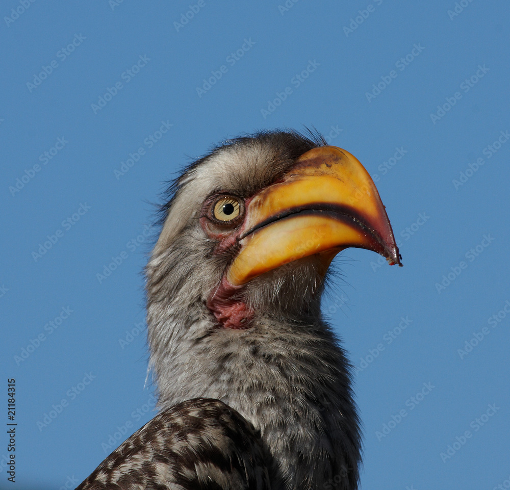 Obraz premium Hornbill portrait