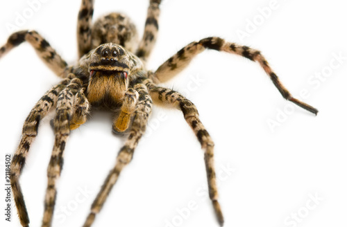 Dangerous venomous spider