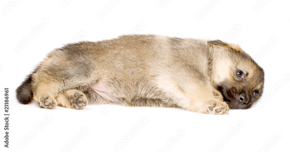 laying puppy isolated over white background laying puppy isolated over white background