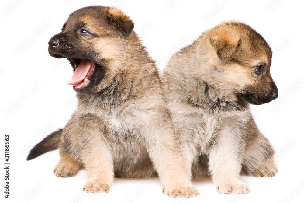Sheepdogs puppys isolated over white background
