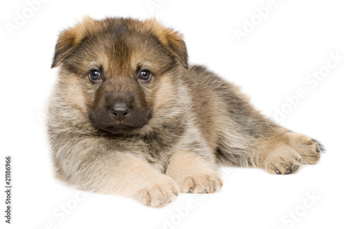 laying puppy isolated over white background
