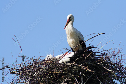 Storks on the nest