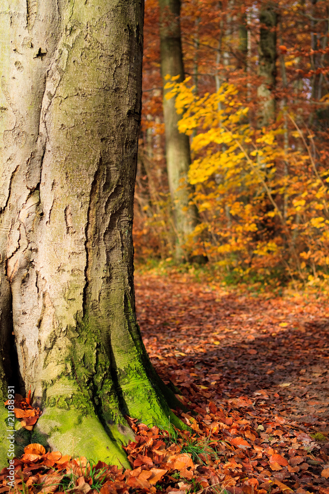 Waldlandschaft im Herbst Waldlandschaft im Herbst