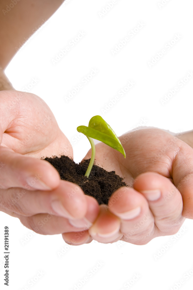 Green plant in hands isolated on white Green plant in hands isolated on white