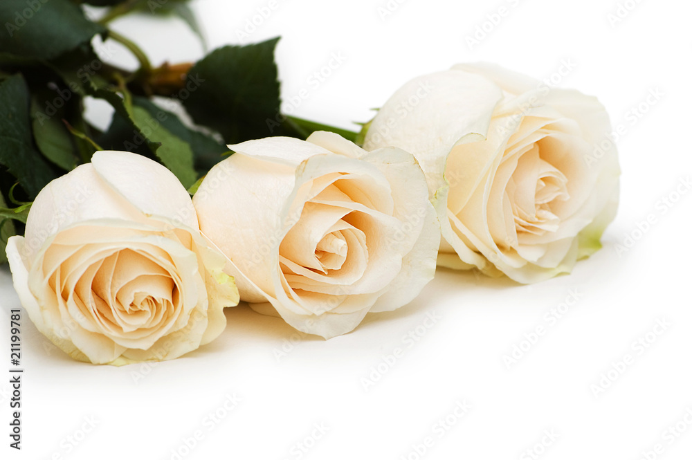 Red and white roses isolated on white Red and white roses isolated on white