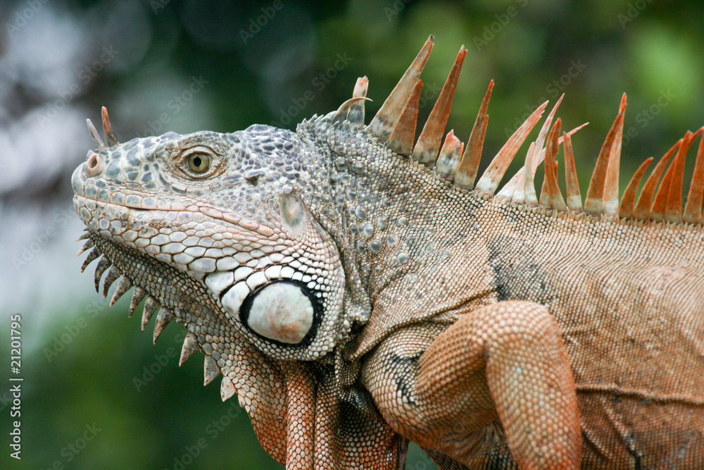 Obraz premium Iguana iguana