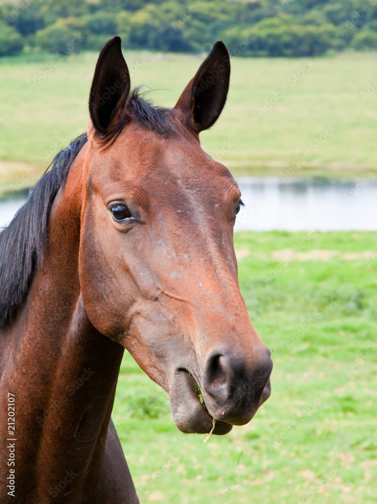 Fototapeta premium Portrait of a brown horse on a farm