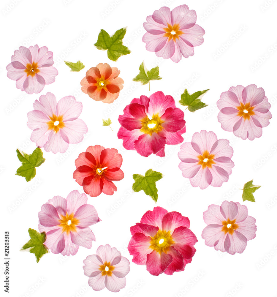 primula flowers on the white background. primula flowers on the white background.
