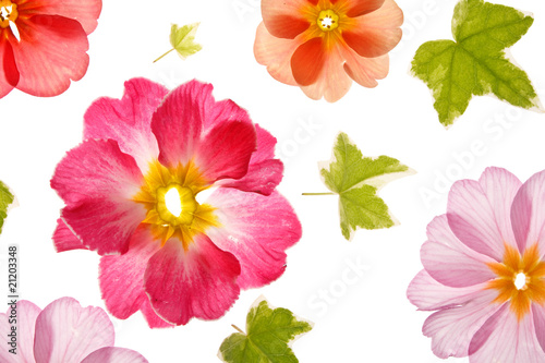 primula flowers on the white background.