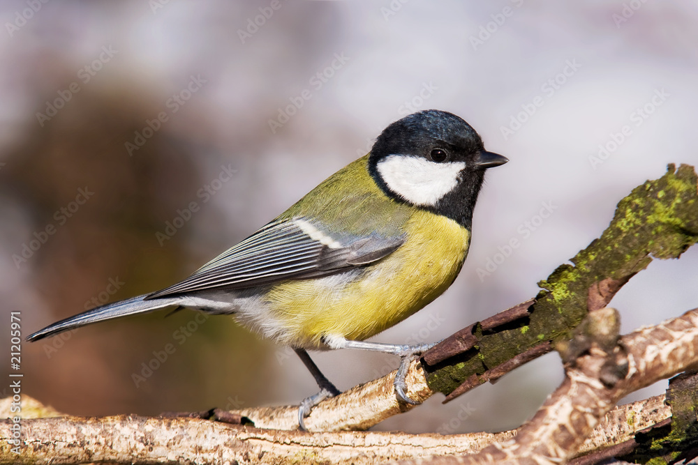 Fototapeta premium Kohlmeise