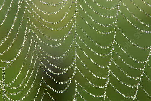 Dew drops on spiderweb