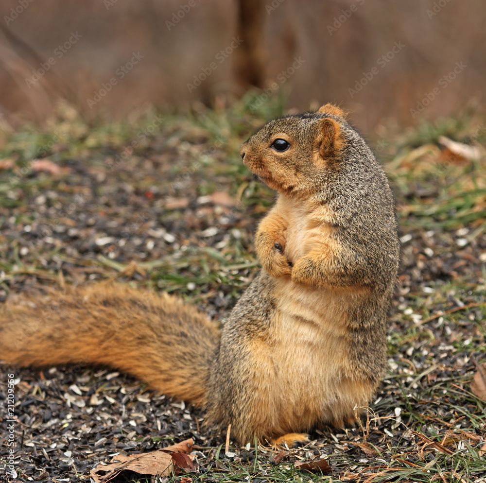 Fototapeta premium Fox Squirrel, Sciurus niger