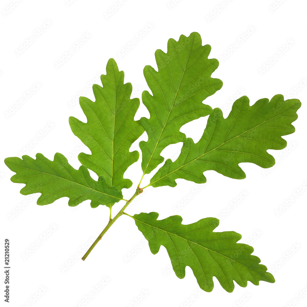 Oak Leaf Sprig Oak Leaf Sprig