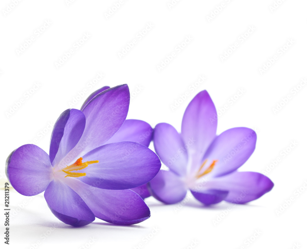 photos fleurs - crocus violet première fleur du printemps