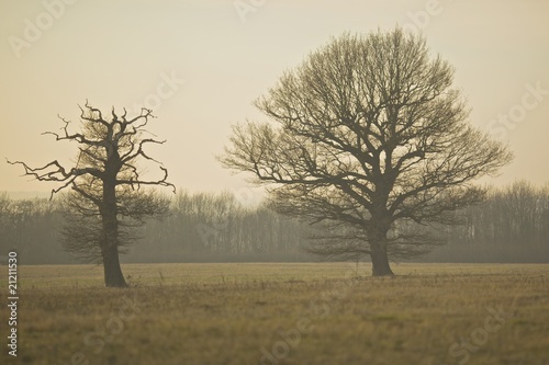 Wallpaper Mural Trees at Dawn Torontodigital.ca