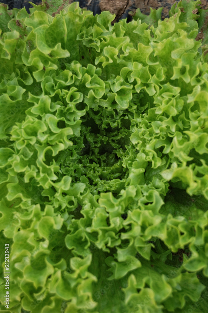 Lettuce detail Lettuce detail